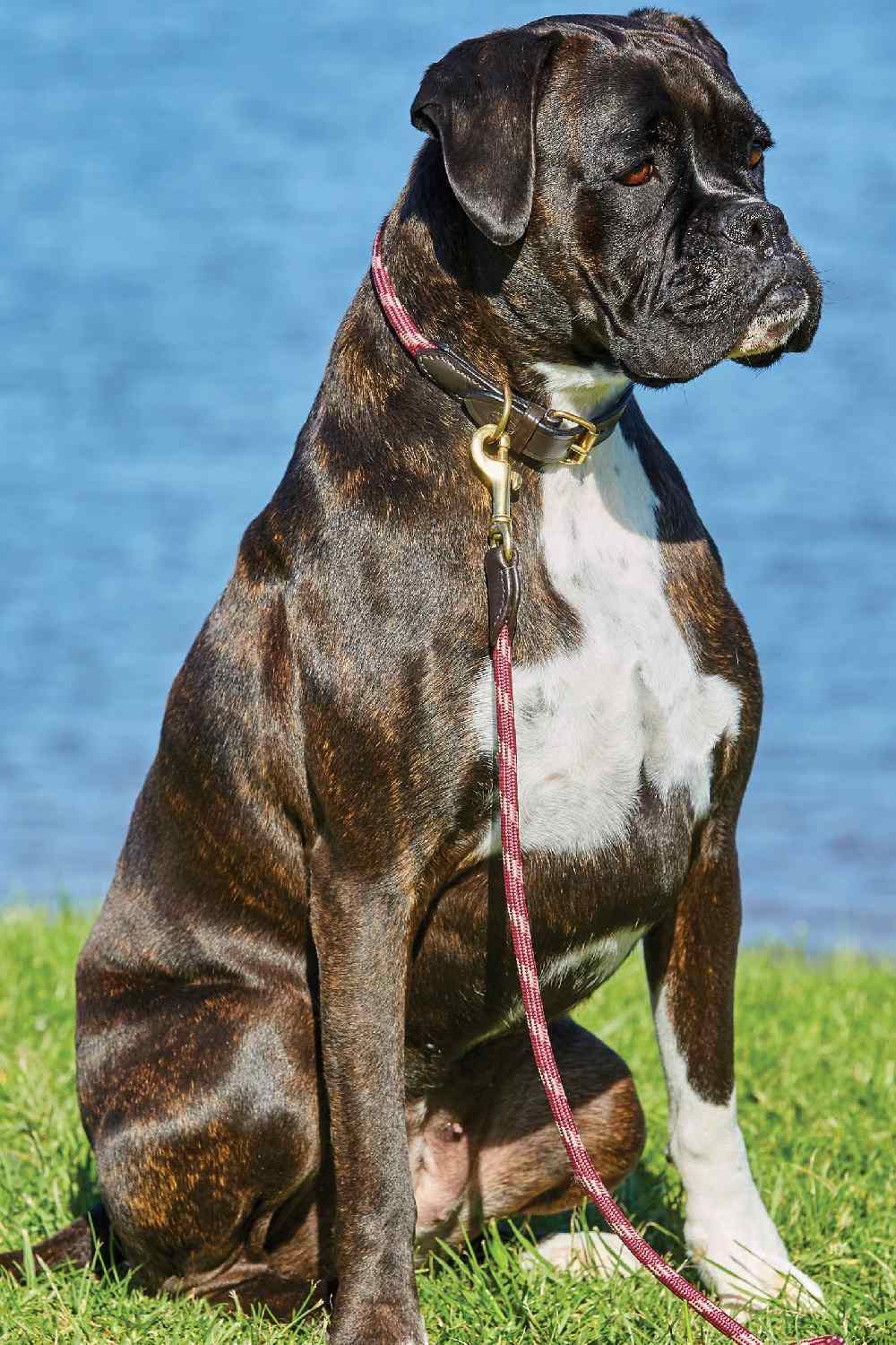 WeatherBeeta Rope Leather Dog Collar in Burgundy/Brown