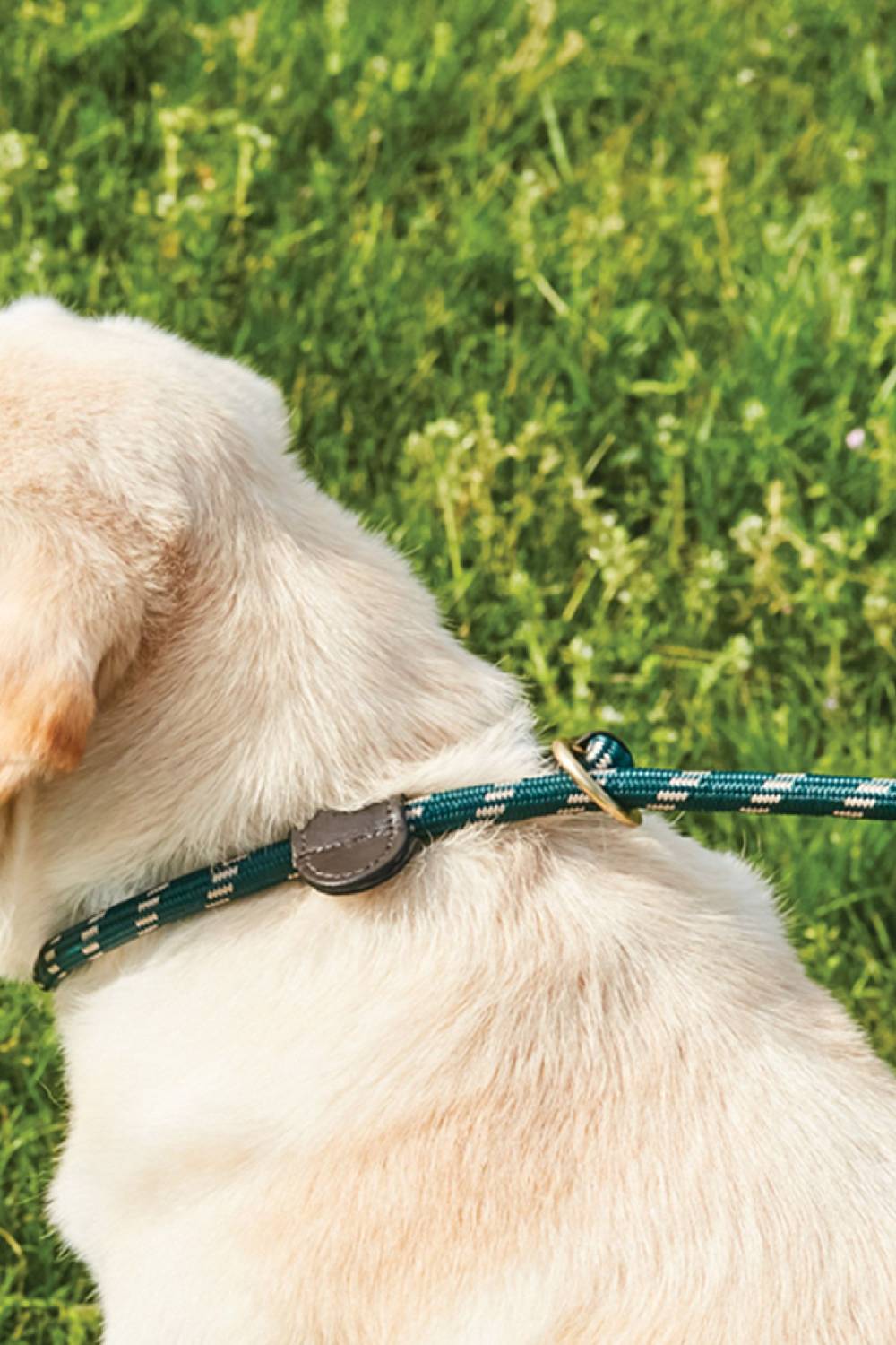 WeatherBeeta Rope Leather Slip Dog Lead in Hunter Green/Brown