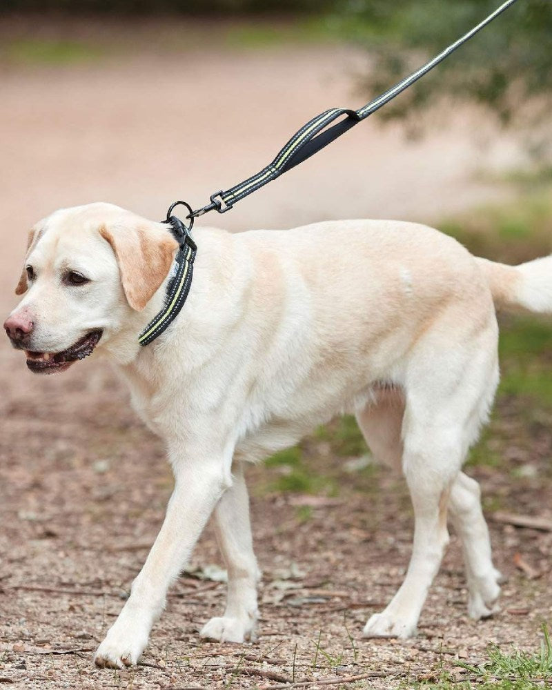 Yellow Labrador wearing a WeatherBeeta dog collar and lead while walking outdoors
