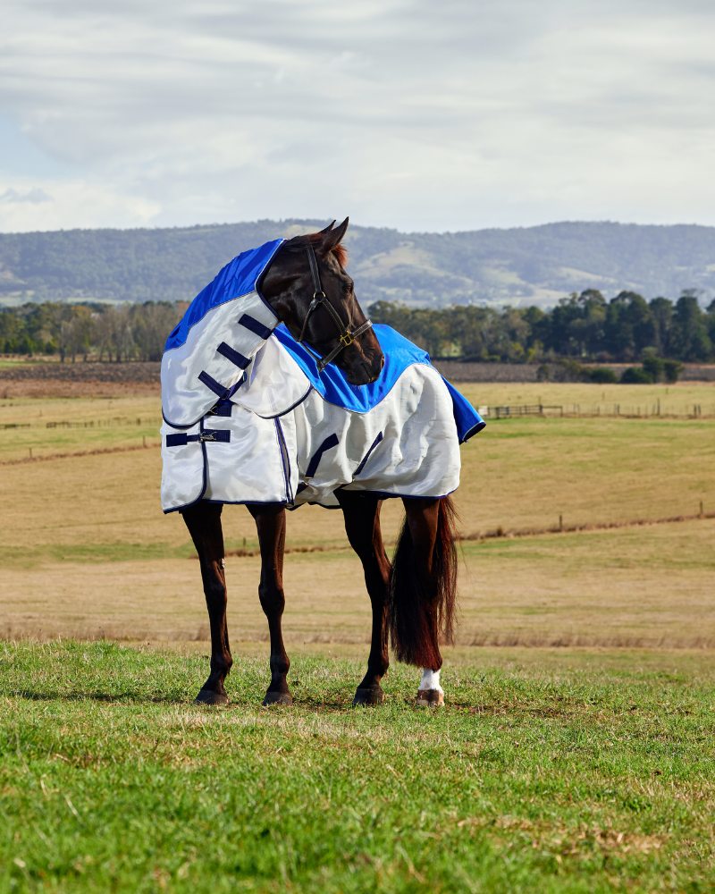 Horse wearing a WeatherBeeta turnout rug while standing in an open field
