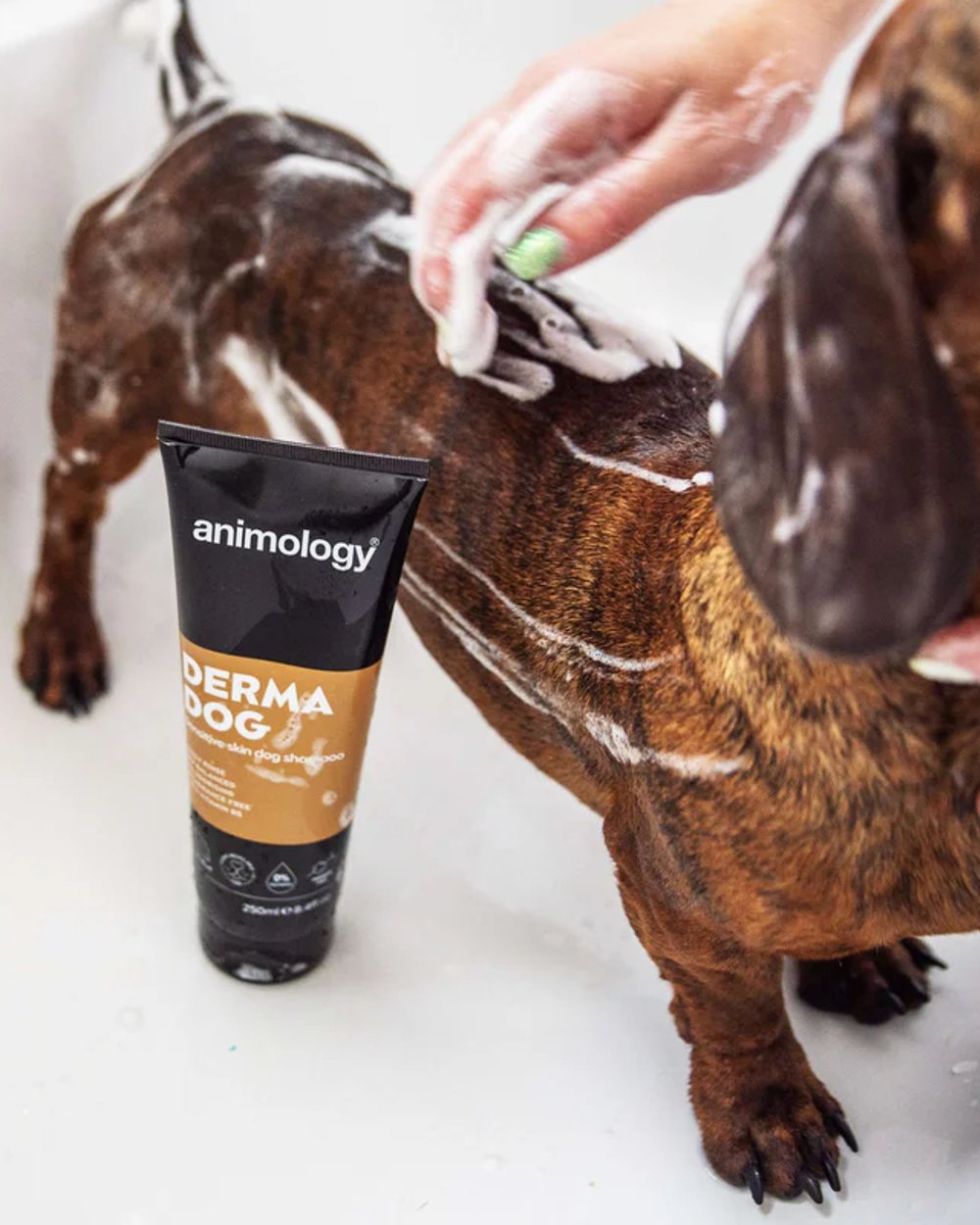 Animology Derma Dog Sensitive Skin Shampoo 250m with dog in background 