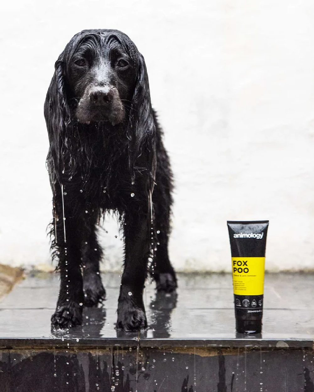 Animology Shampoo Fox Poo 250ml with dog in background