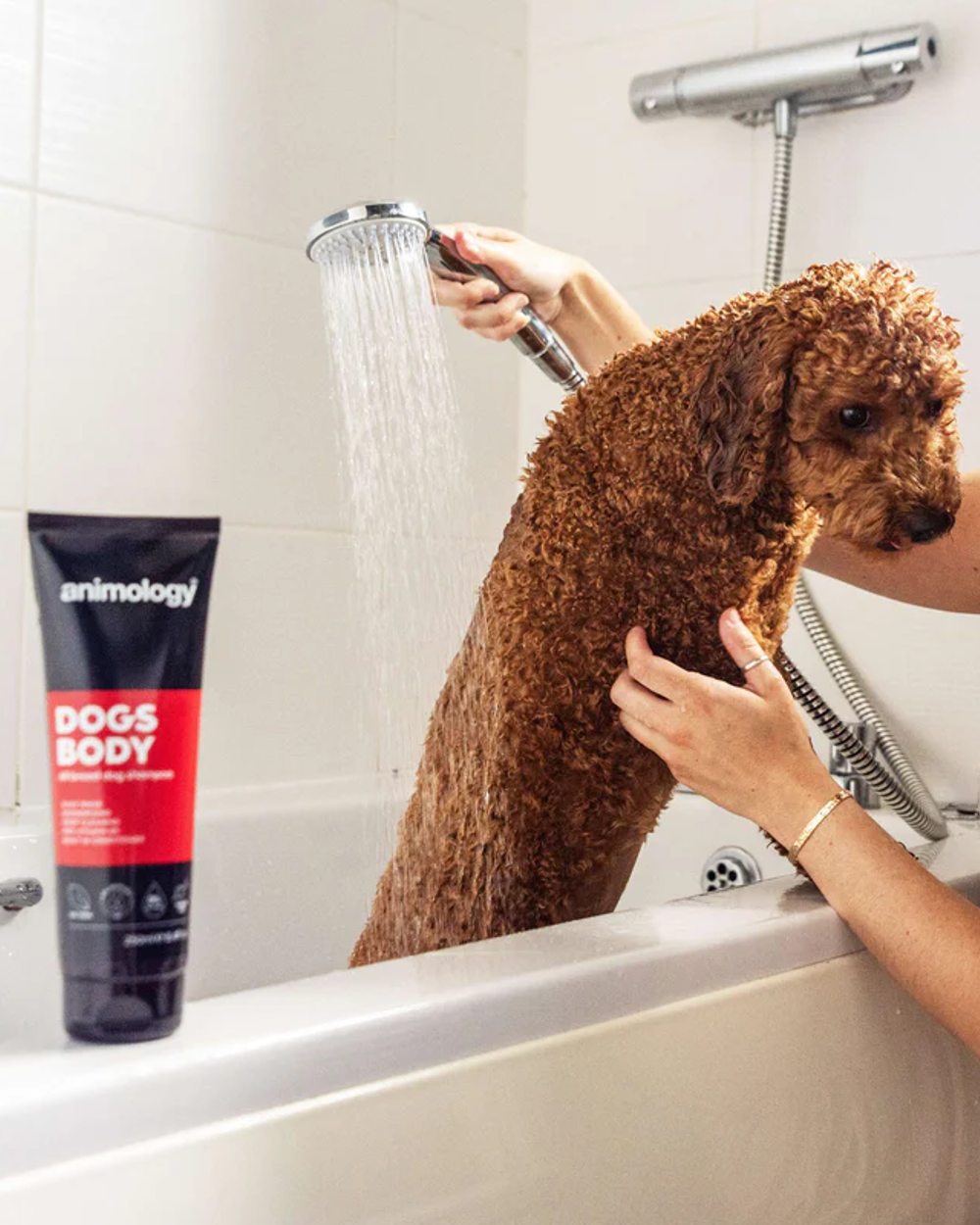 Animology Dogs Body Shampoo 250ml with dog in background
