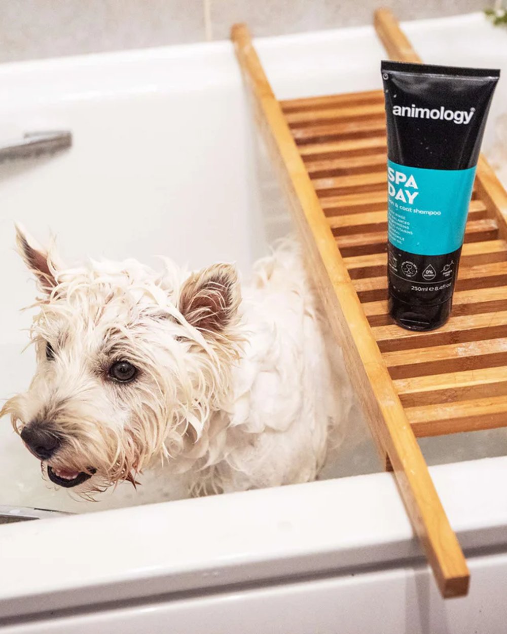 Animology Spa Day Shampoo 250ml with dog in background