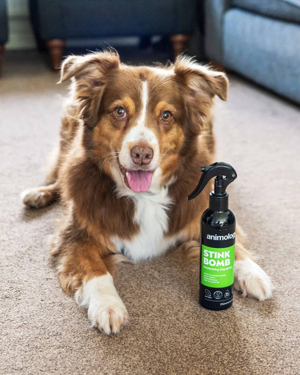 Animology Stink Bomb Deodorising Spray 250ml with dog in background