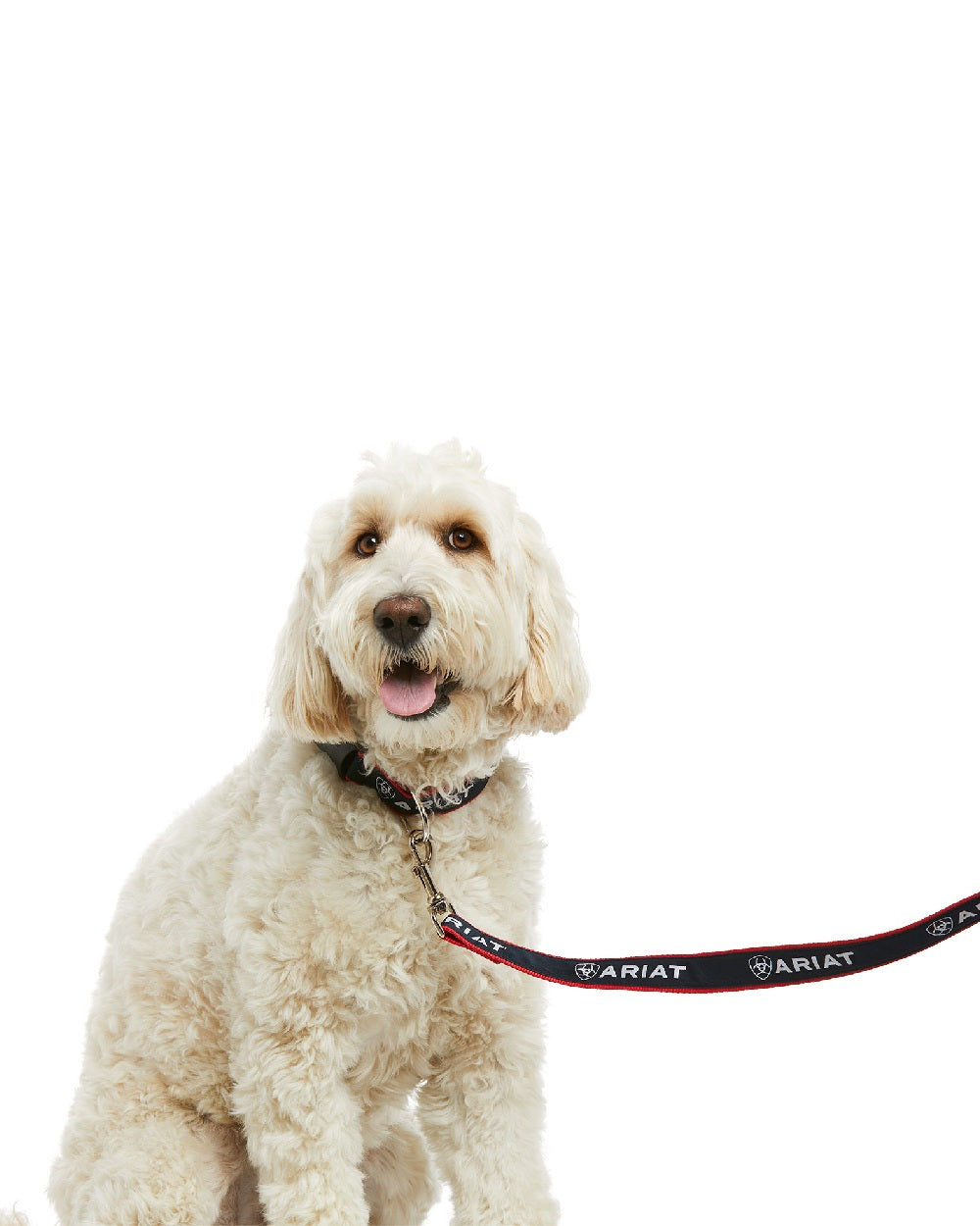 Team coloured Dog Lead on white background 