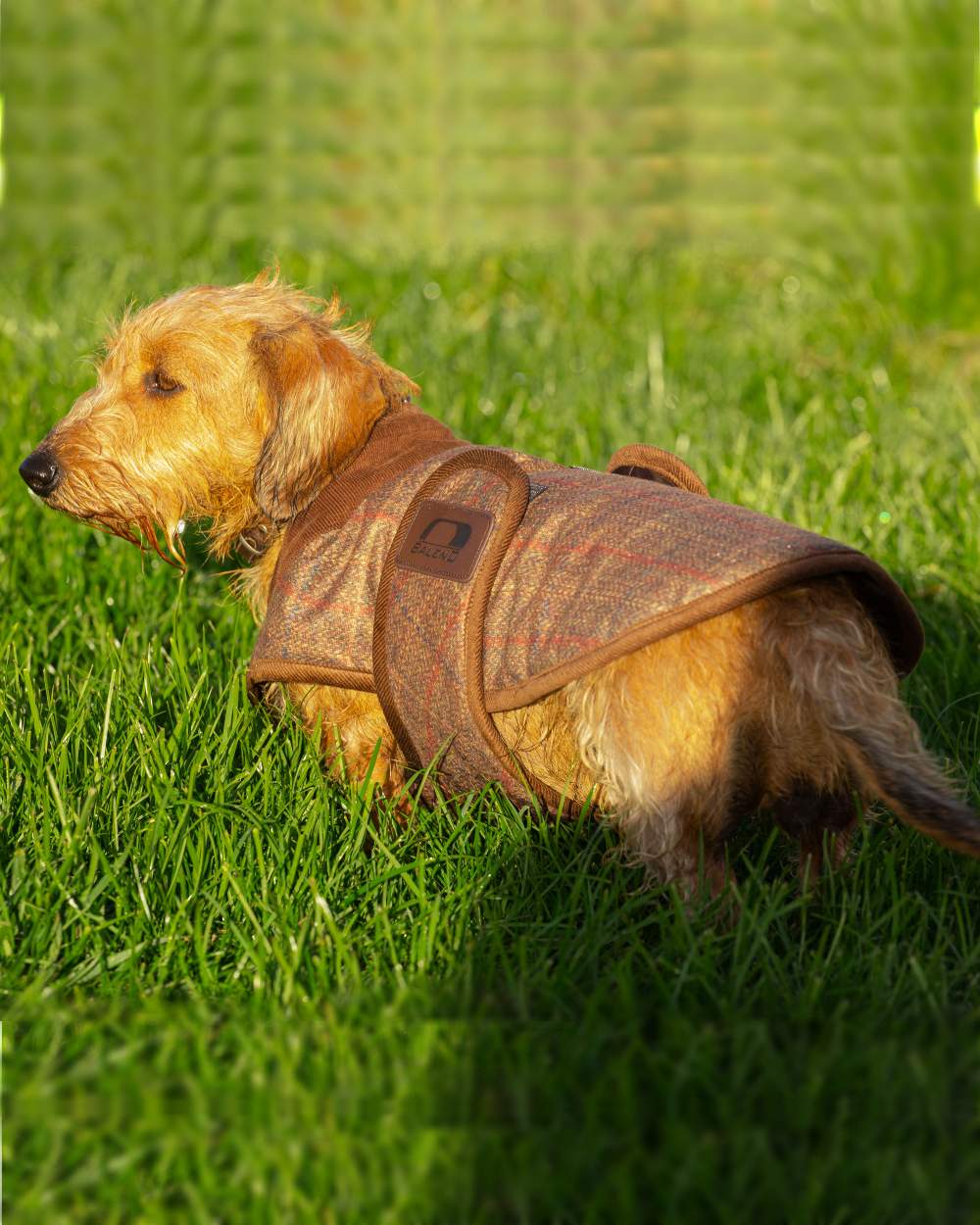 Check Brown Coloured Baleno Bobby Printed Tweed Dog Coat on grass background 