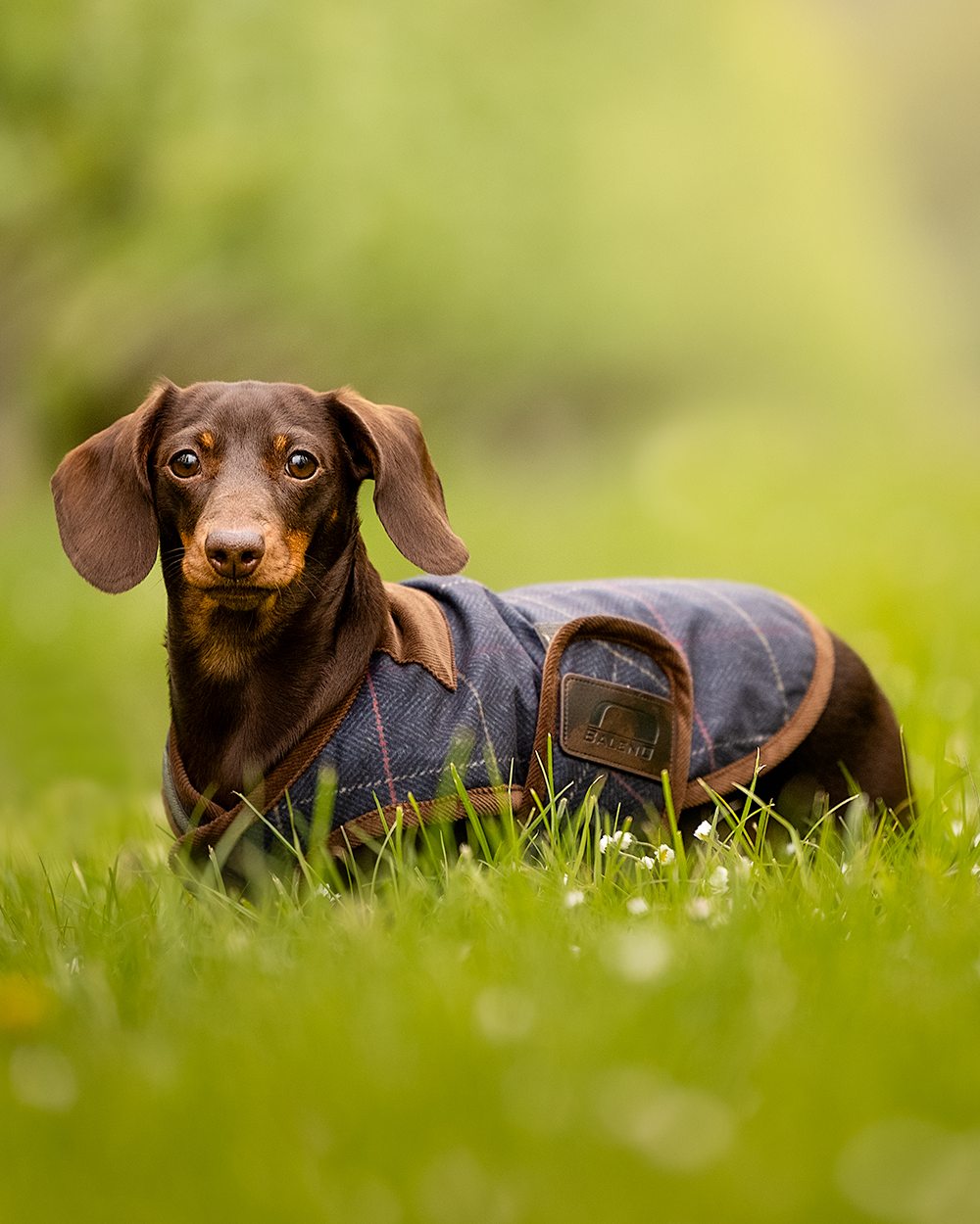 Check Navy Coloured Baleno Bobby Printed Tweed Dog Coat on blurry background 