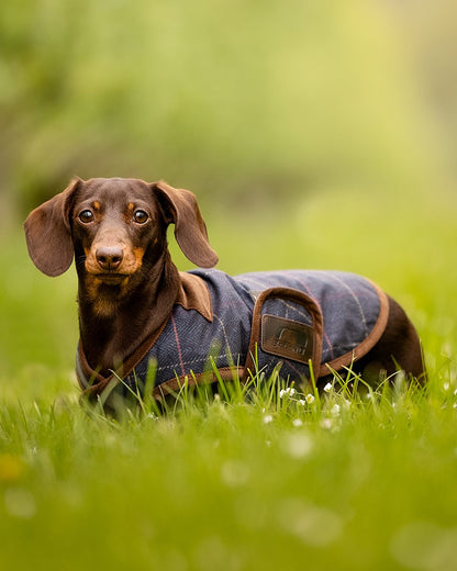 Check Navy Coloured Baleno Bobby Printed Tweed Dog Coat on blurry background 