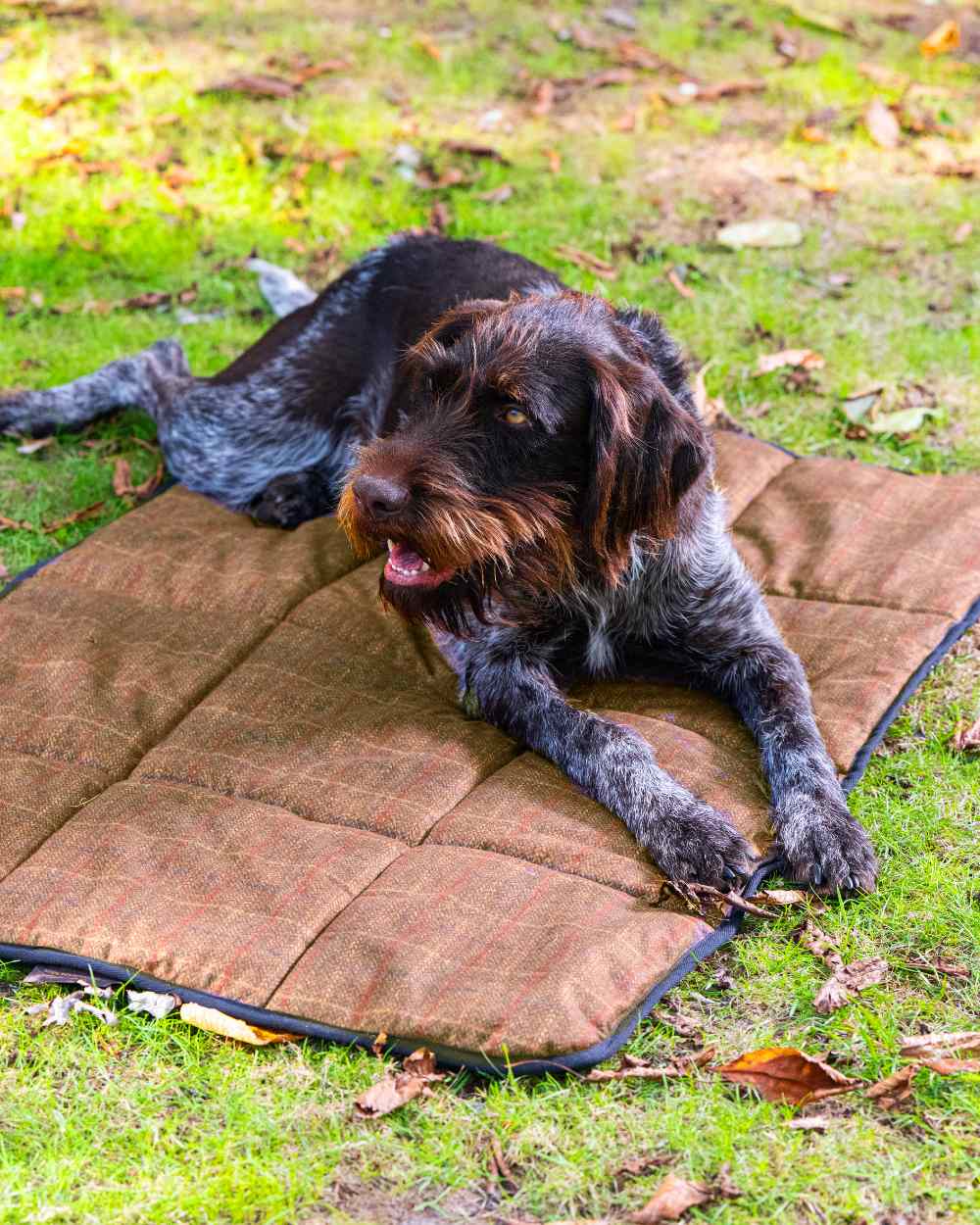 Check Brown Coloured Baleno Dog Bed on land background 