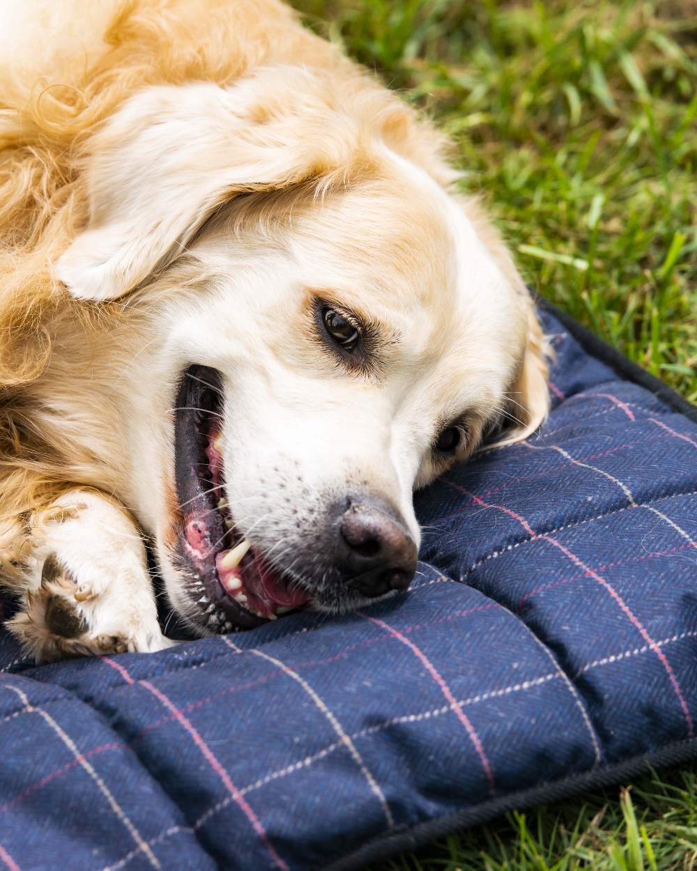 Check Navy Coloured Baleno Dog Bed on land background 