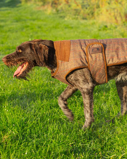 Baleno Bobby Printed Tweed Dog Coat in Check Brown 