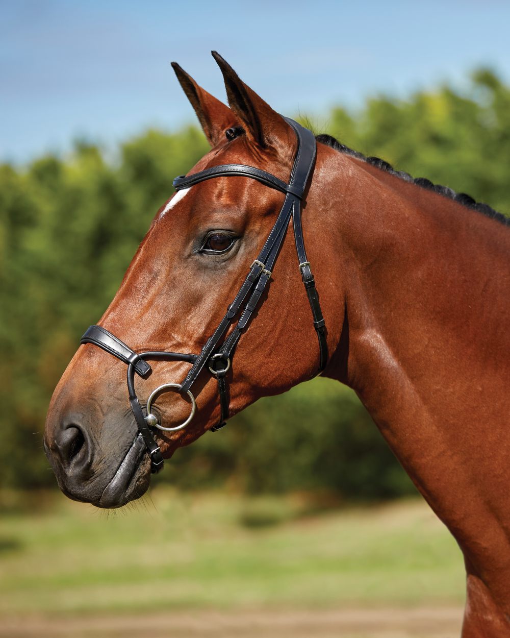 Black coloured Collegiate Comfitec Training Bridle on blurry background 