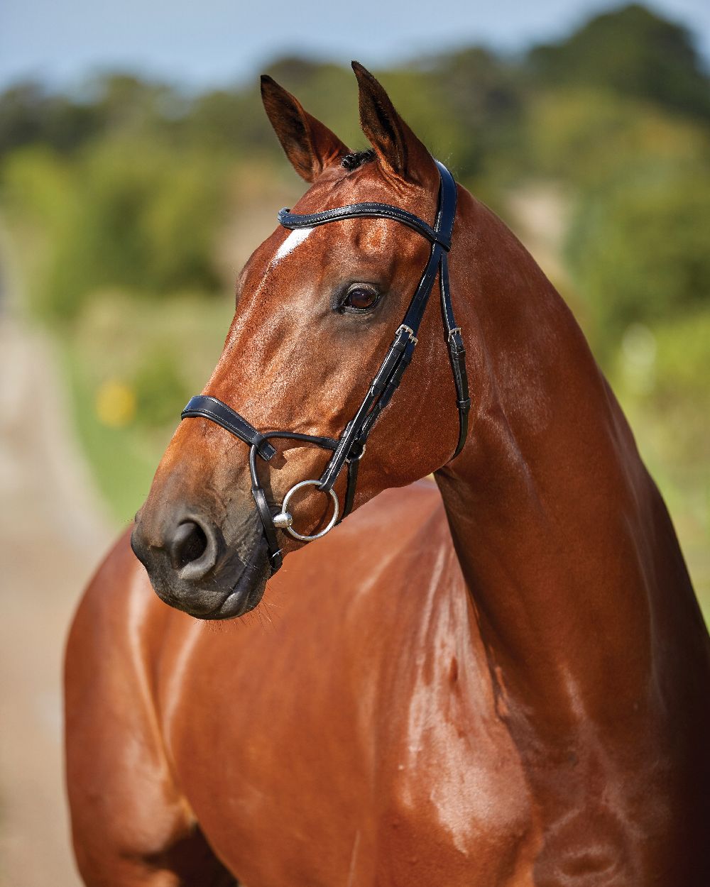 Black coloured Collegiate Comfitec Training Bridle on blurry background 