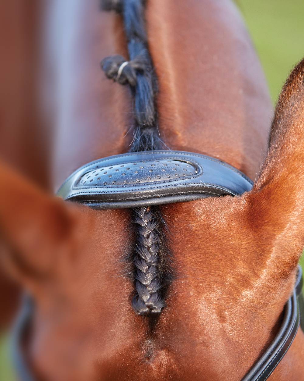 Black coloured Collegiate Comfitec Training Bridle on blurry background 