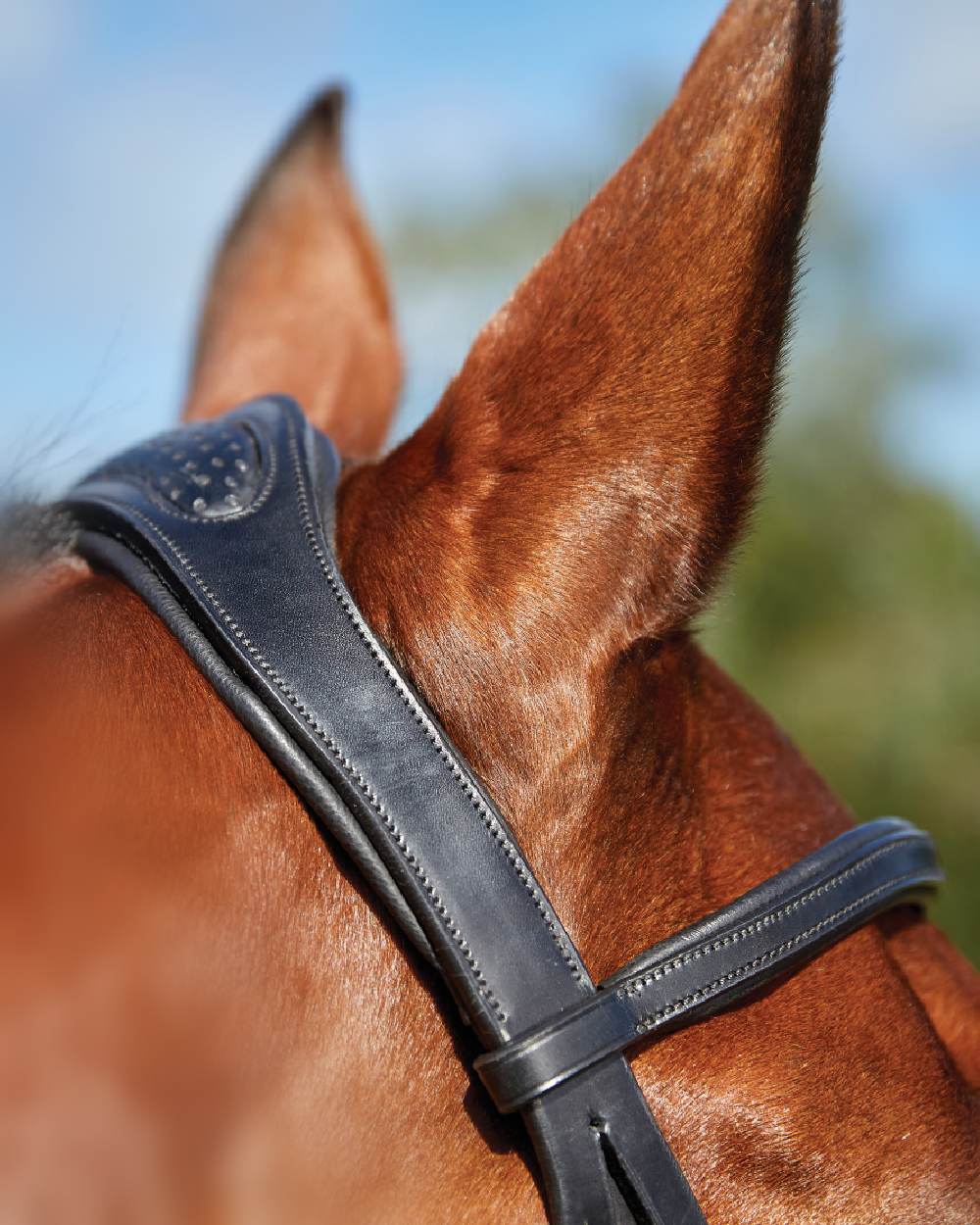 Black coloured Collegiate Comfitec Training Bridle on blurry background 