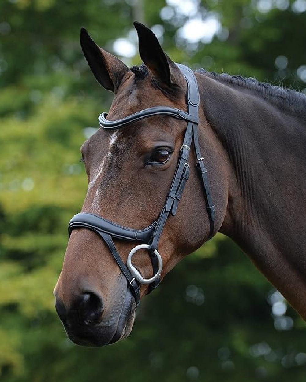 Black coloured Collegiate Comfitec Vogue Anatomical Bridle on blurry green background 