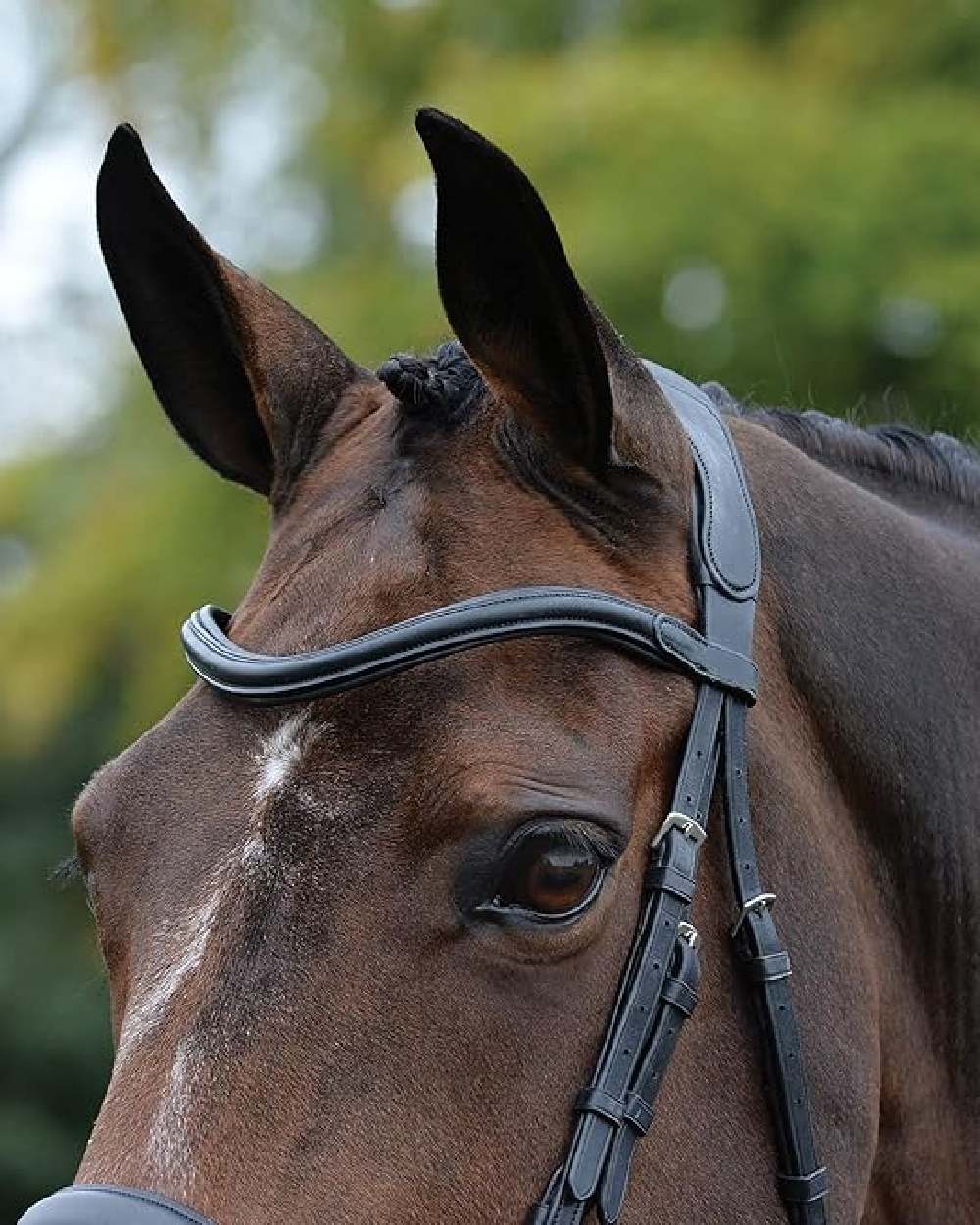 Black coloured Collegiate Comfitec Vogue Anatomical Bridle on blurry background 