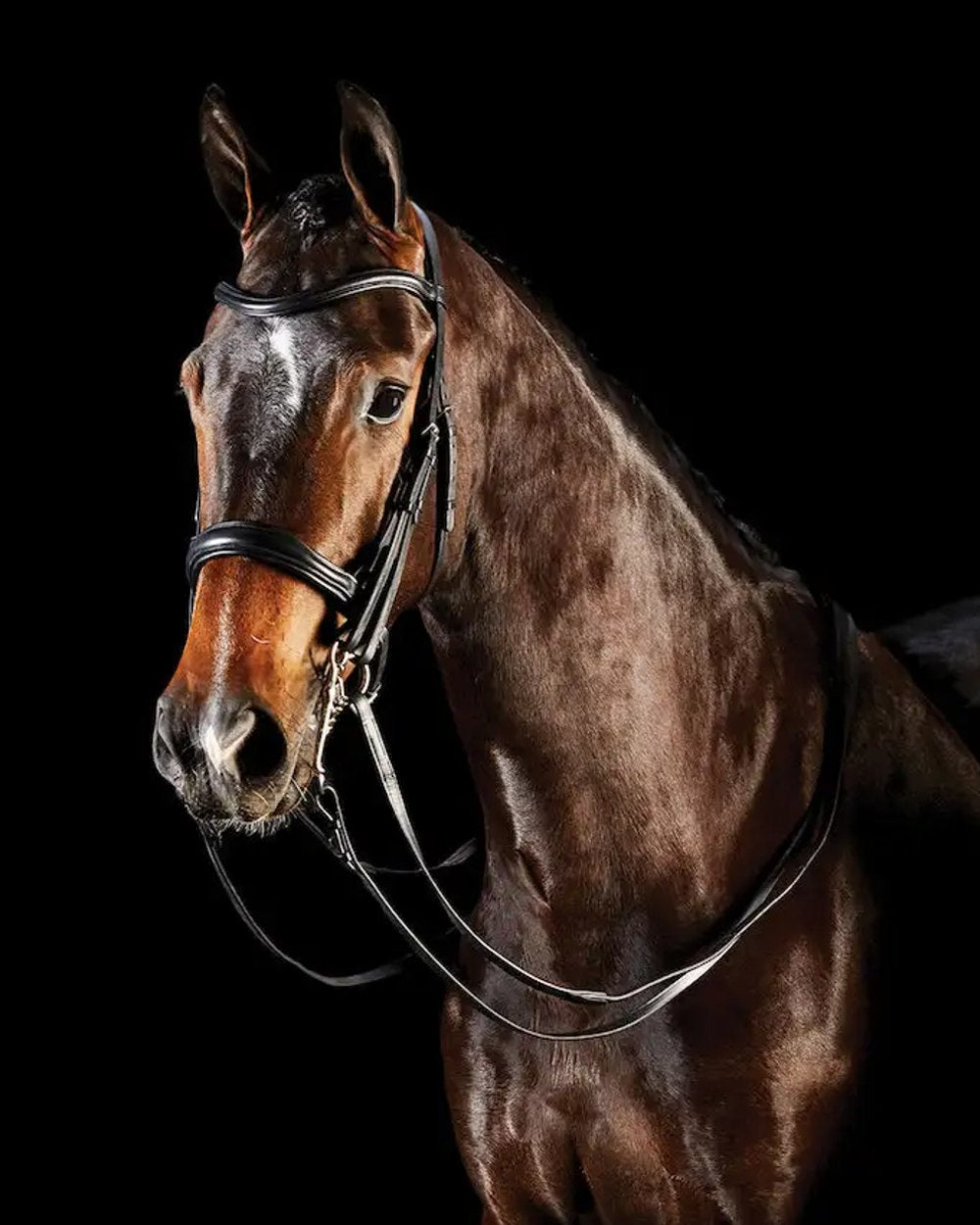 Black coloured Collegiate Comfitec Weymouth Bridle on black background 