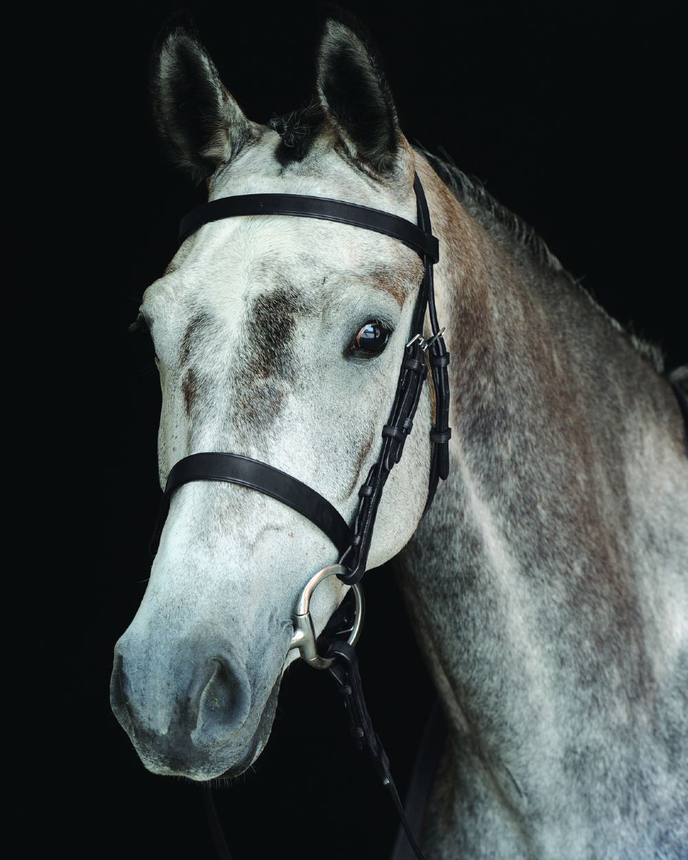 Black coloured Collegiate Hunt Cavesson Bridle IV on black background 