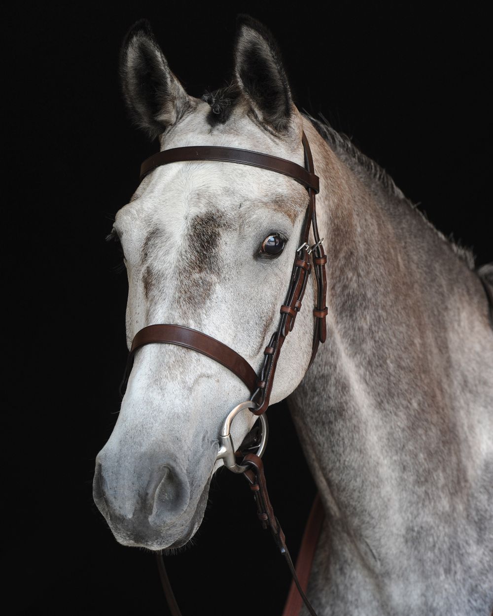 Brown coloured Collegiate Hunt Cavesson Bridle IV on black background 