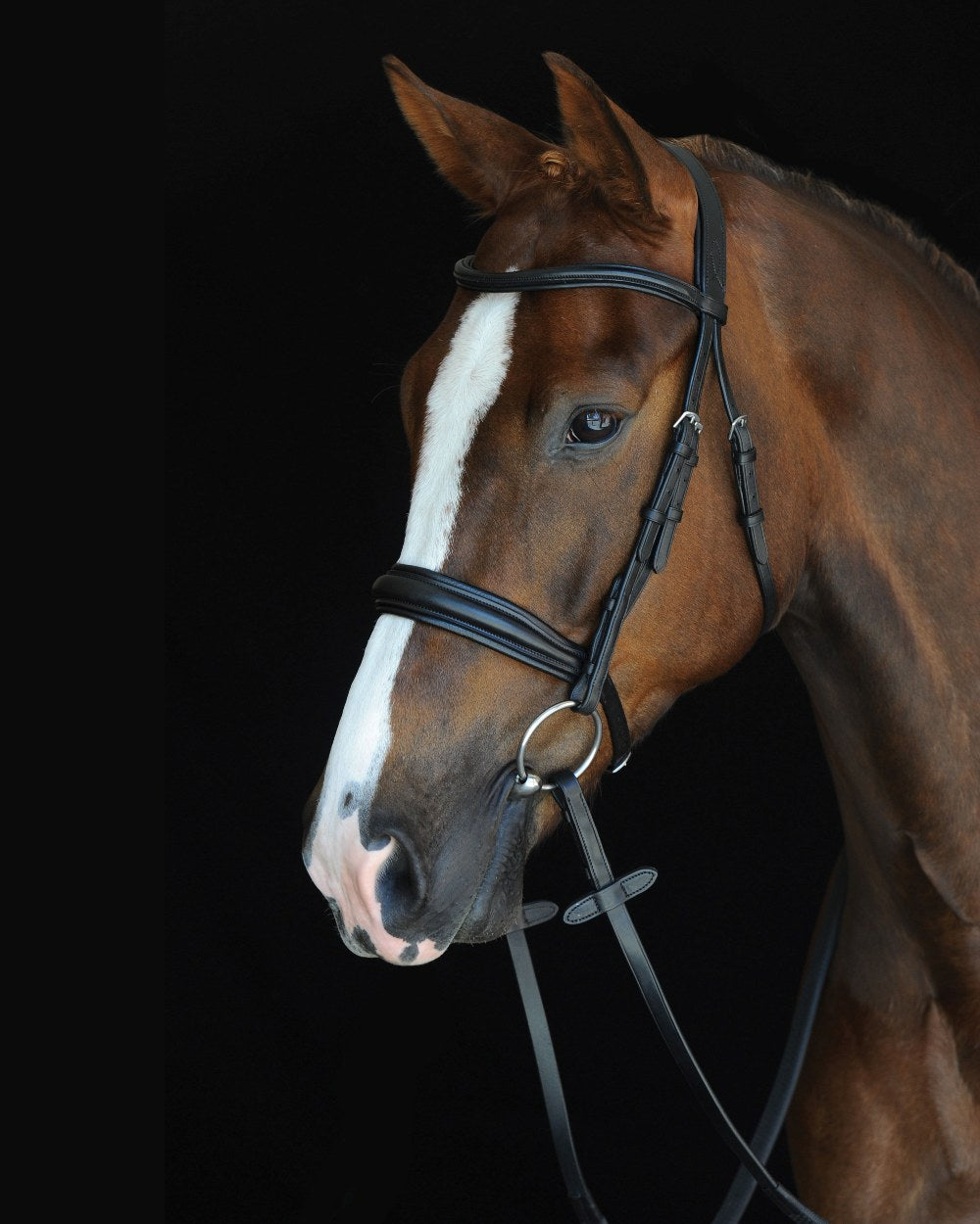 Black coloured Collegiate Mono Crown Padded Raised Cavesson Bridle on black background 