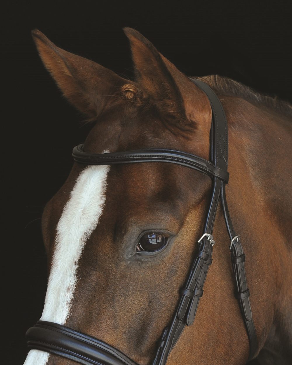 Black coloured Collegiate Mono Crown Padded Raised Cavesson Bridle on black background 