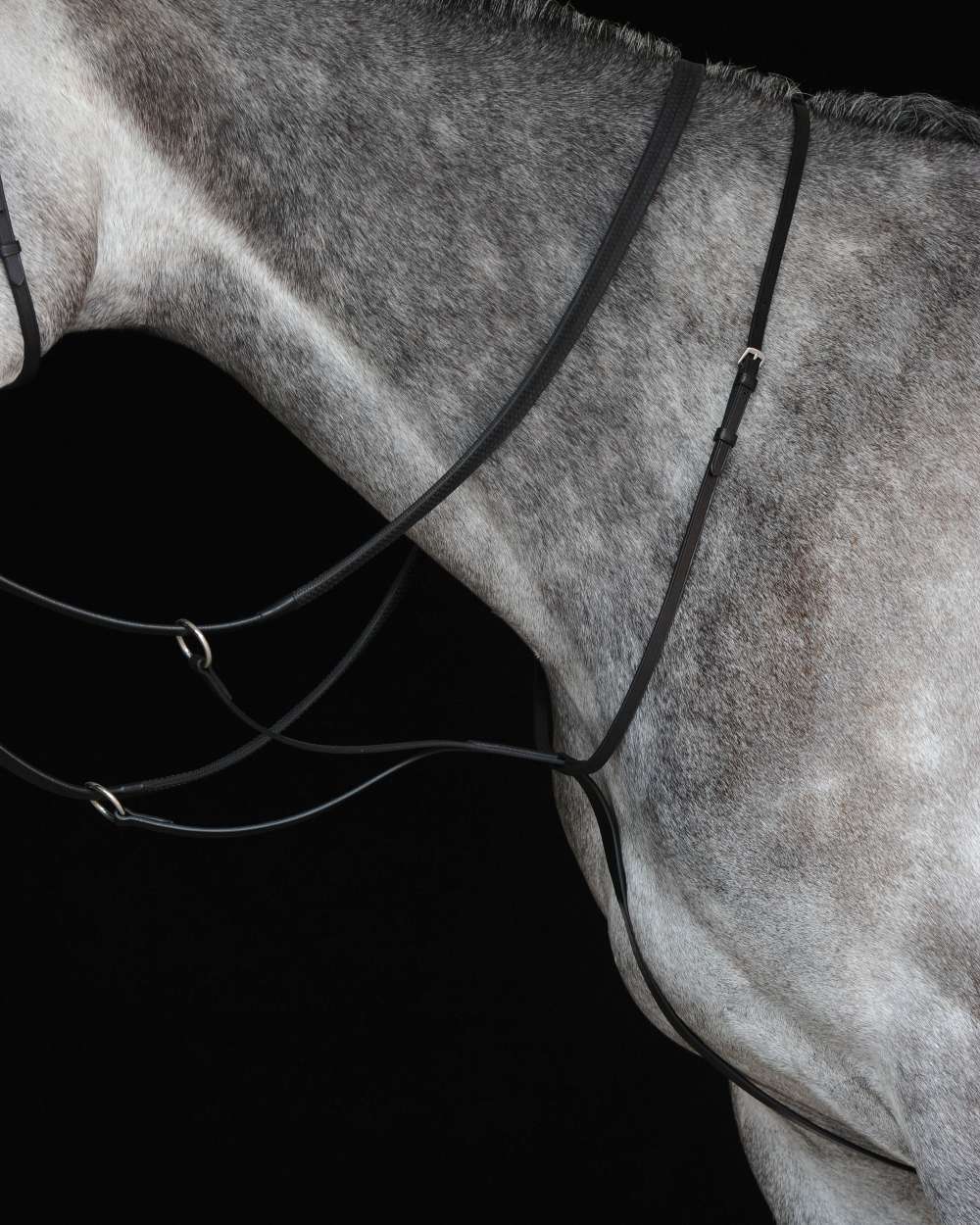 Black coloured Collegiate Running Martingale IV on black background 