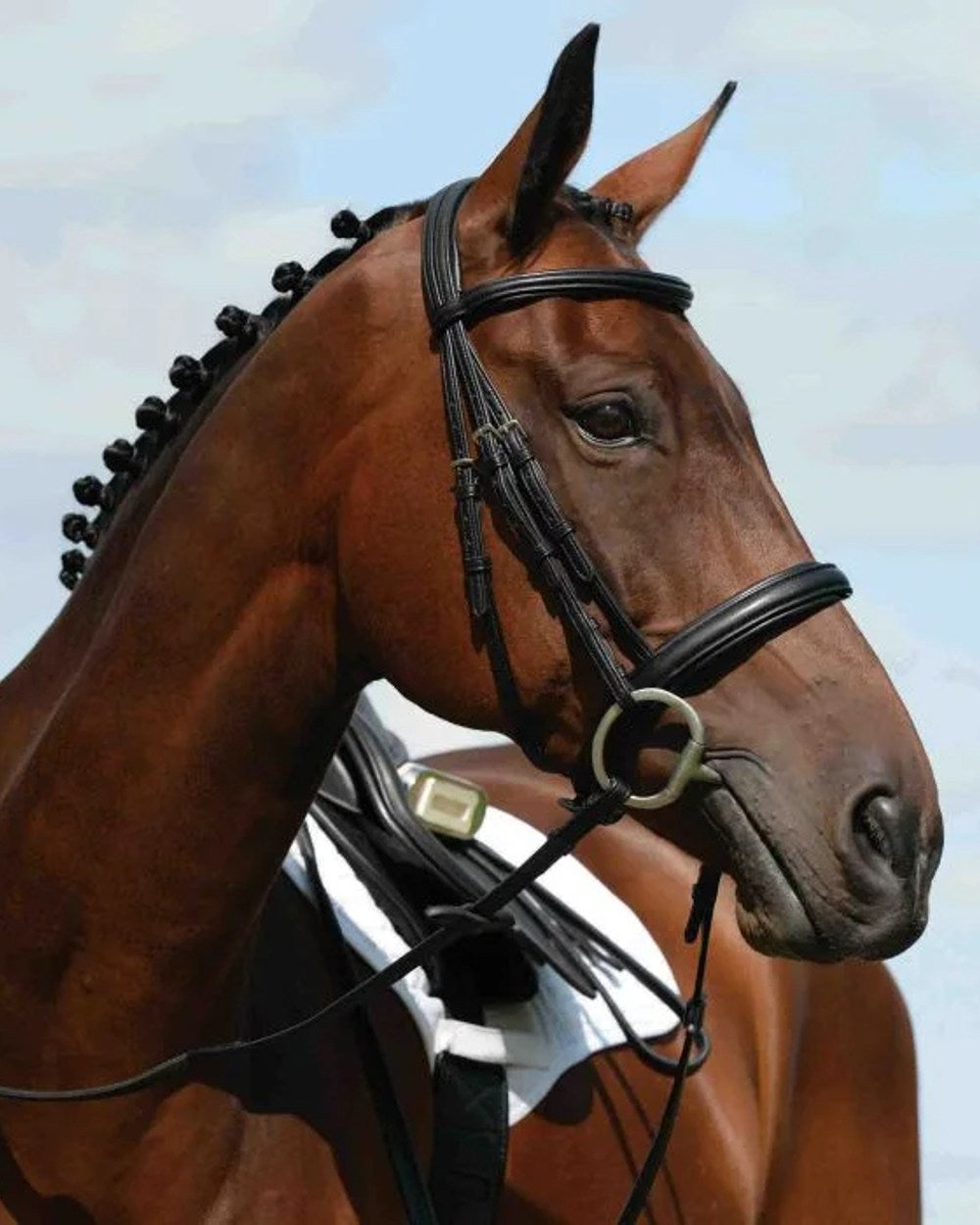 Black coloured Collegiate Syntovia Plus Padded Raised Cavesson Bridle on sky background 