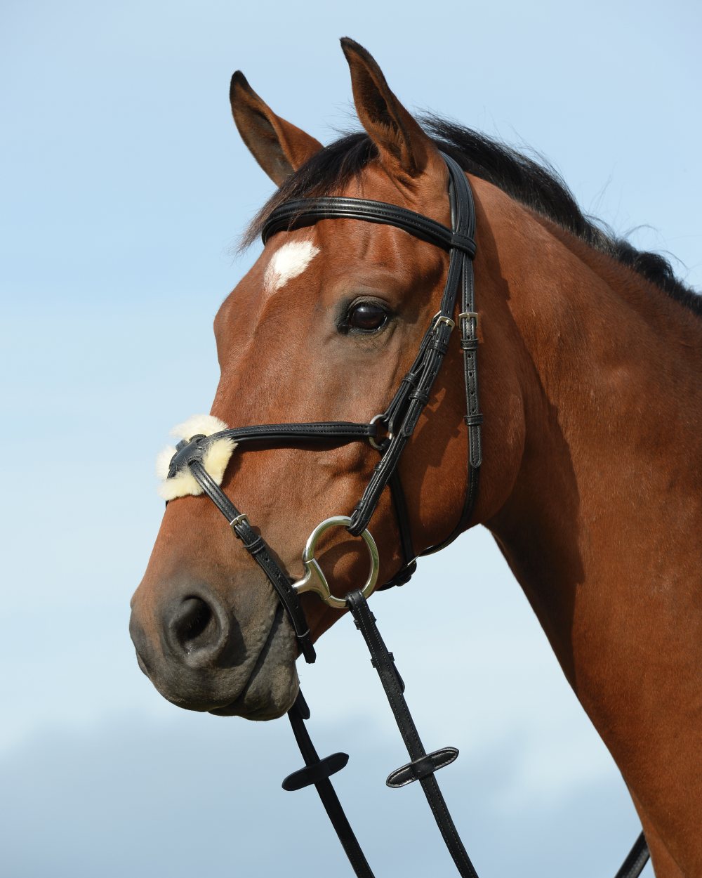 Black coloured Collegiate Syntovia Plus Padded Raised Figure 8 Bridle on sky background 