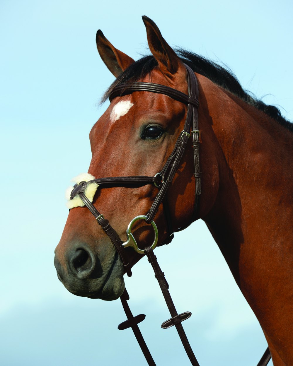 Brown coloured Collegiate Syntovia Plus Padded Raised Figure 8 Bridle on sky background 