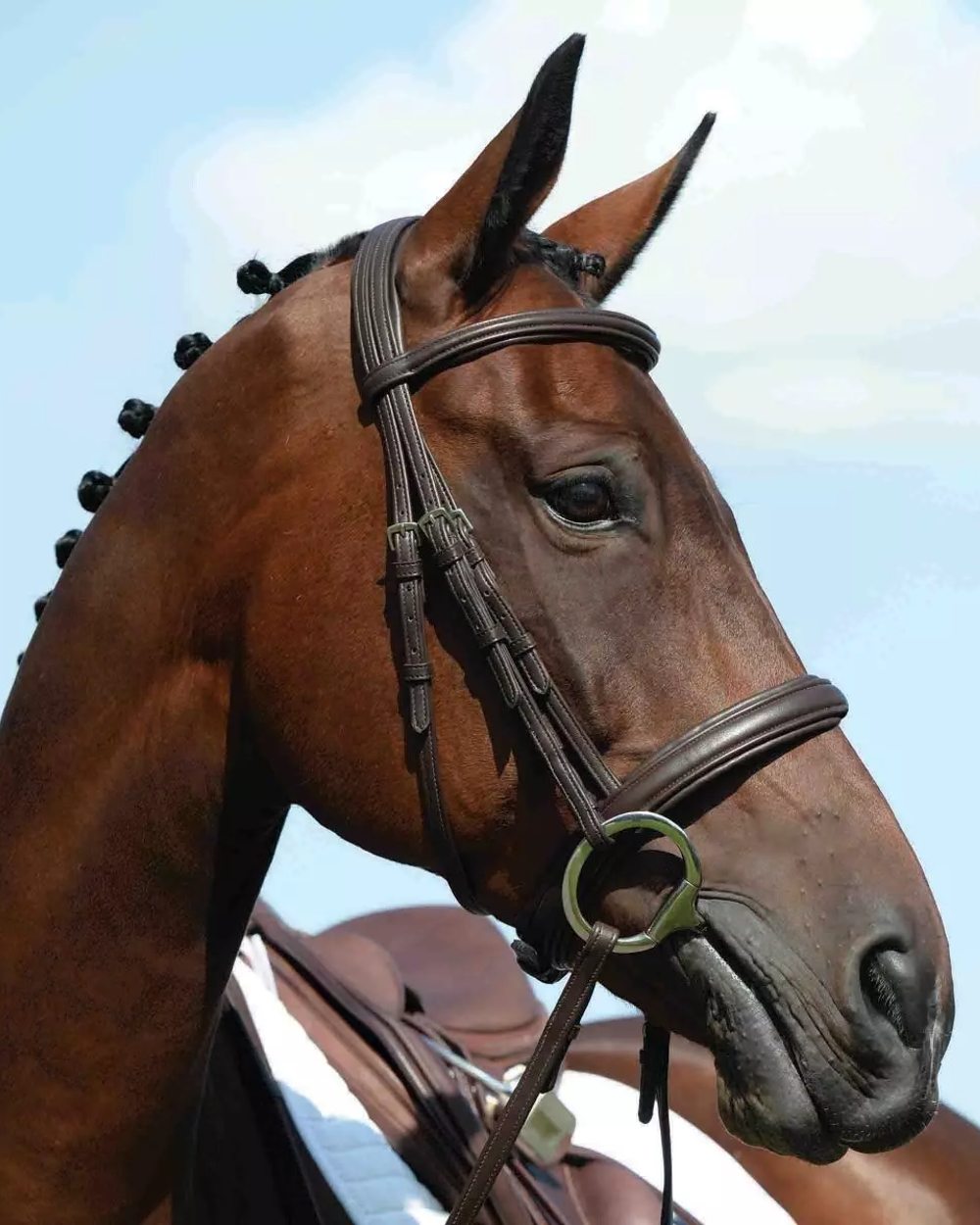 Brown coloured Collegiate Syntovia Plus Padded Raised Flash Bridle on sky background 