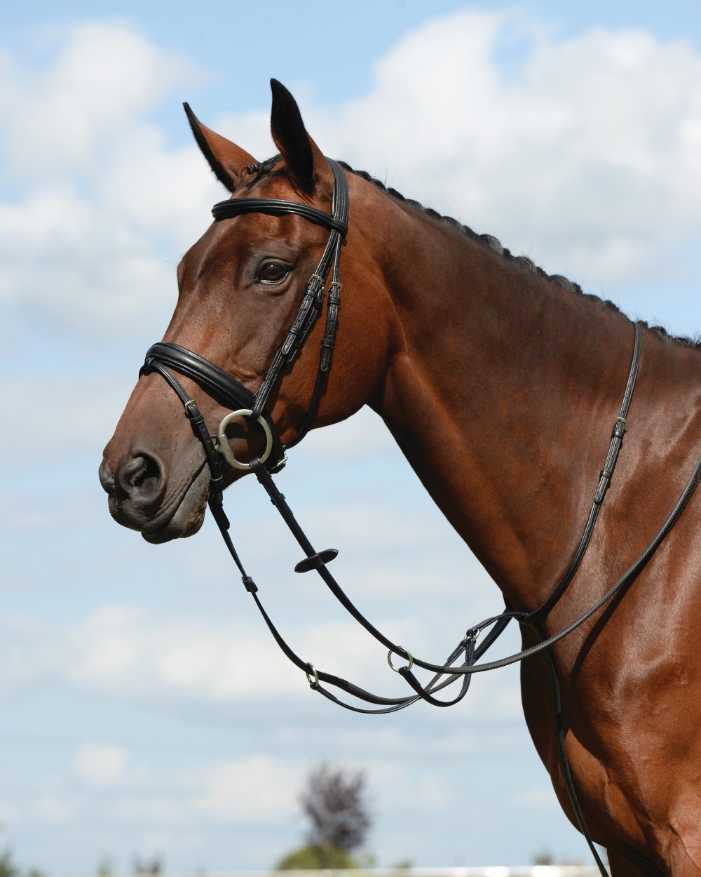 Black coloured Collegiate Syntovia Plus Plain Flat Running Martingale on sky background 