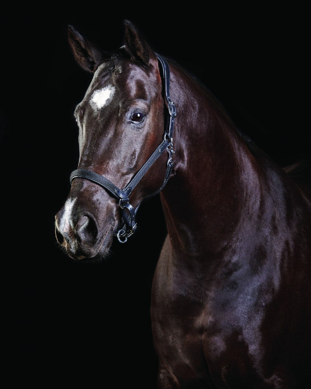 Black coloured Collegiate Comfitec Leather Headcollar on black background 