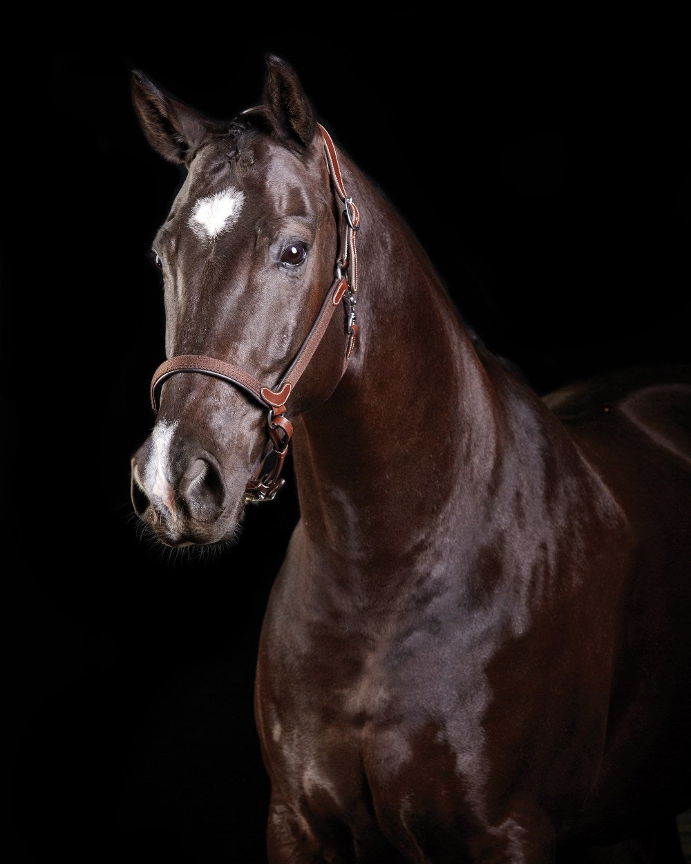 Brown coloured Collegiate Comfitec Leather Headcollar on black background 