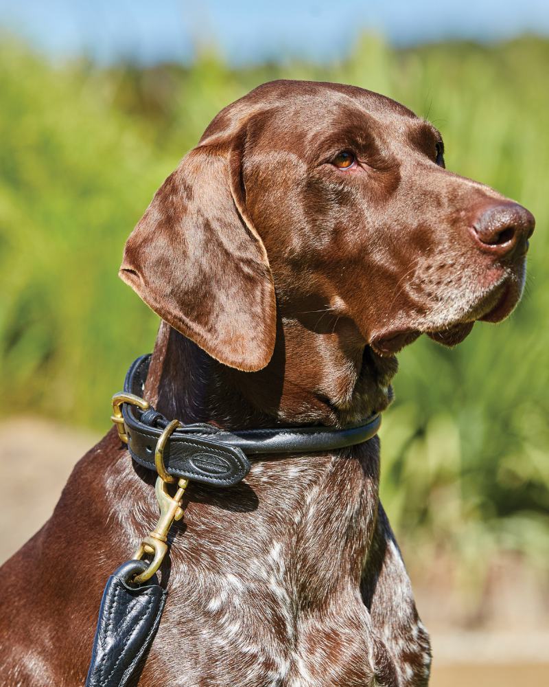 Brown dog wearing a WeatherBeeta leather dog collar outdoors
