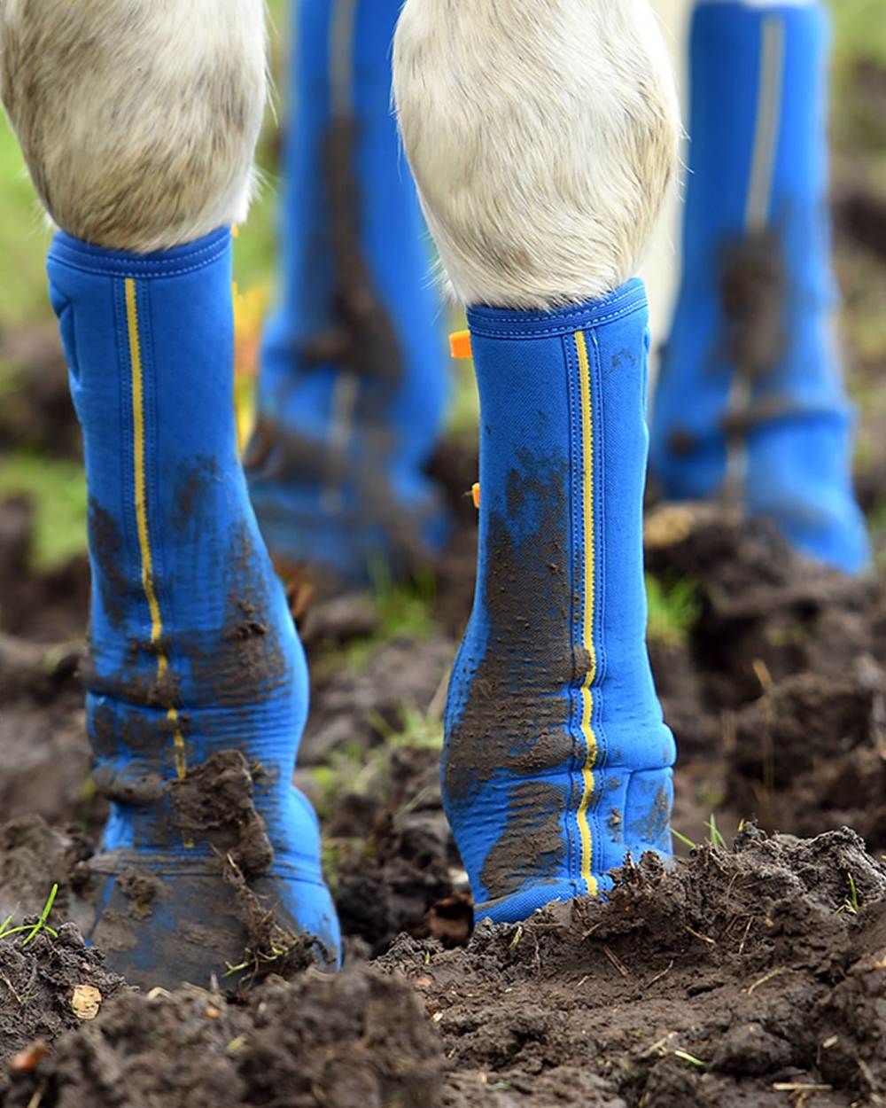 Navy coloured Equilibrium Equi-Chaps Close Contact Chaps on blurry background 