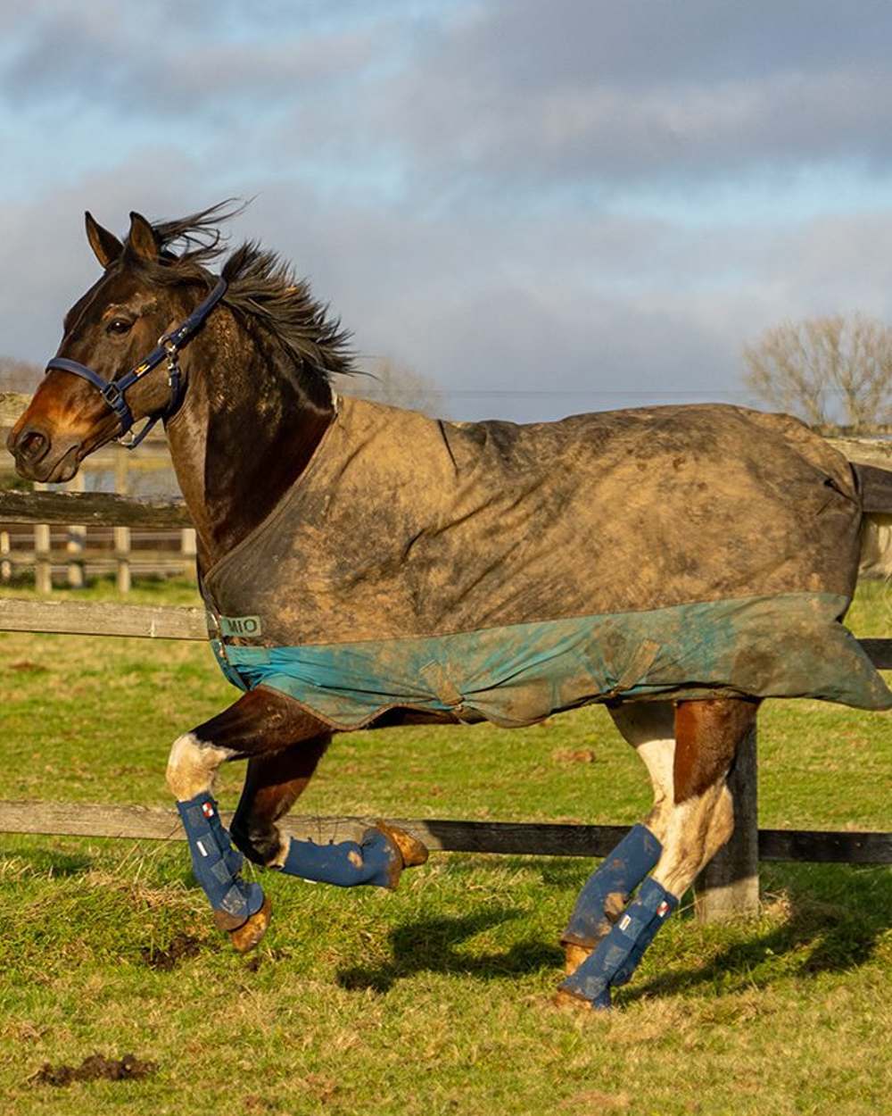 Blue coloured Equilibrium Equi-Chaps Hardy Chaps on grass background 