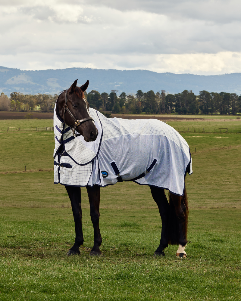 Horse wearing a WeatherBeeta fly rug while standing in a grassy field