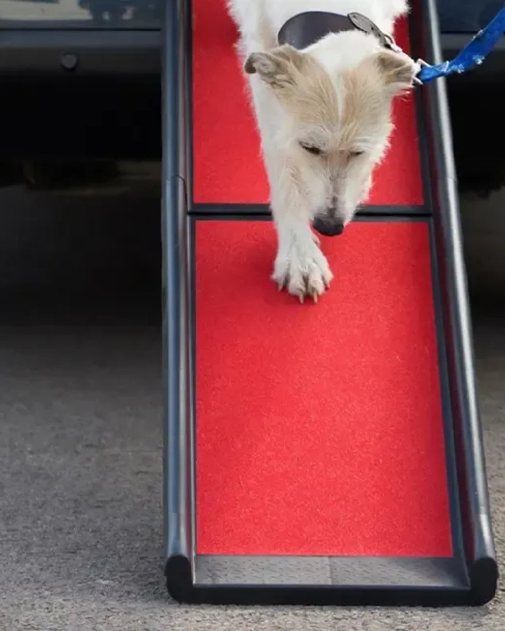 Black Red coloured Henry Wag Lightweight Folding Pet Ramp on car background 