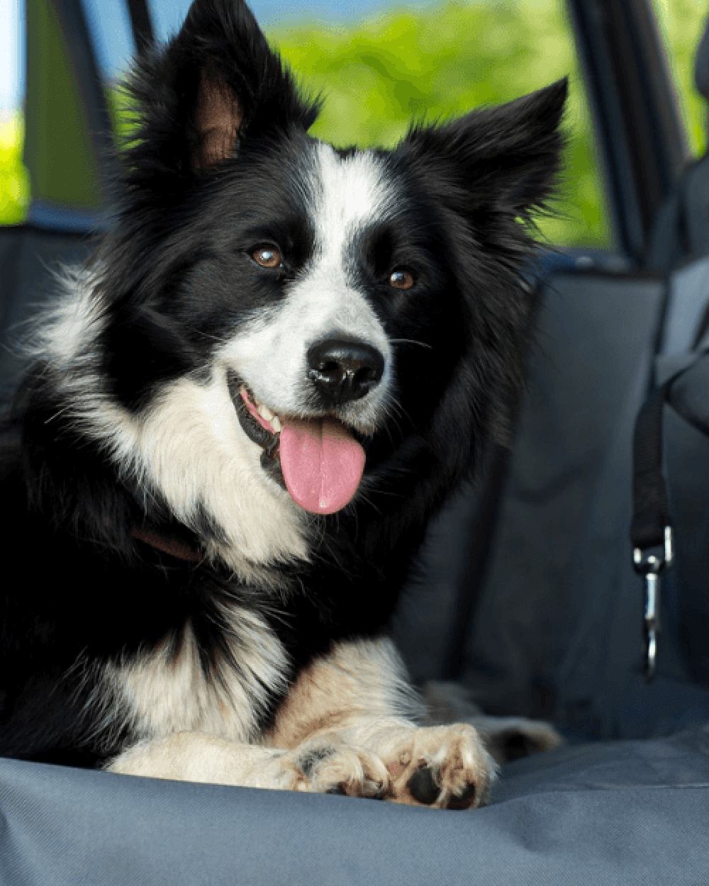 Grey Black coloured Henry Wag Pet Car Hammock on car background 