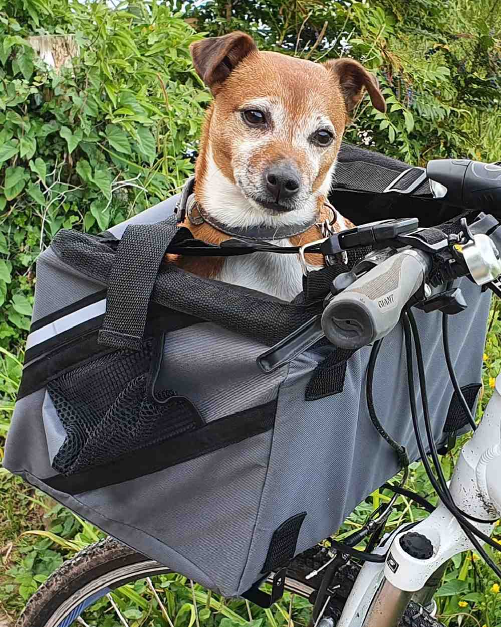 Grey coloured Henry Wag Pet Panier Bike Seat on forest background 