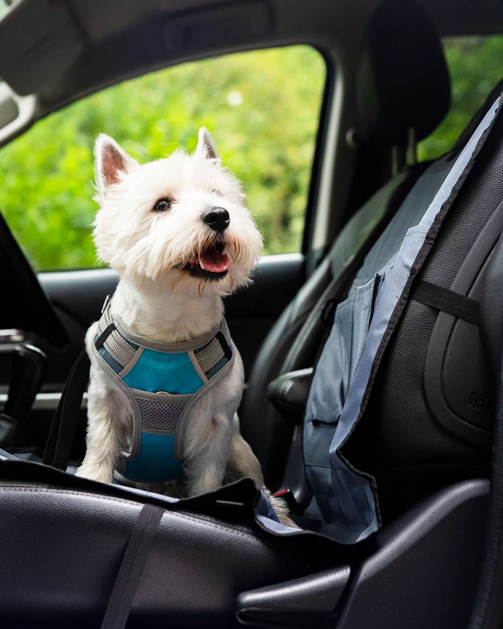 Grey Black coloured Henry Wag Single Car Seat Cover on car background 