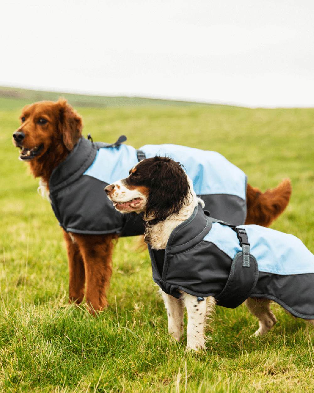 Blue Grey Henry Wag Waterproof Dog Coat on grass background 