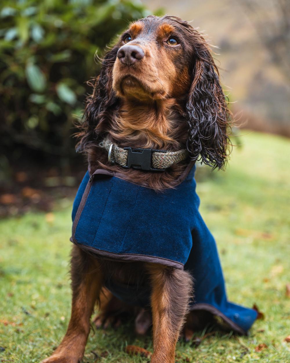Navy Coloured Hoggs of Fife Stenton Fleece Dog Coat on countryside background 