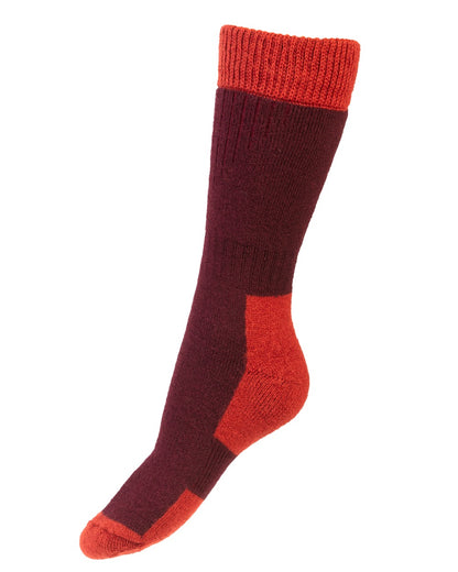 Mulberry Chestnut coloured House of Cheviot Lady Glen Socks on white background 