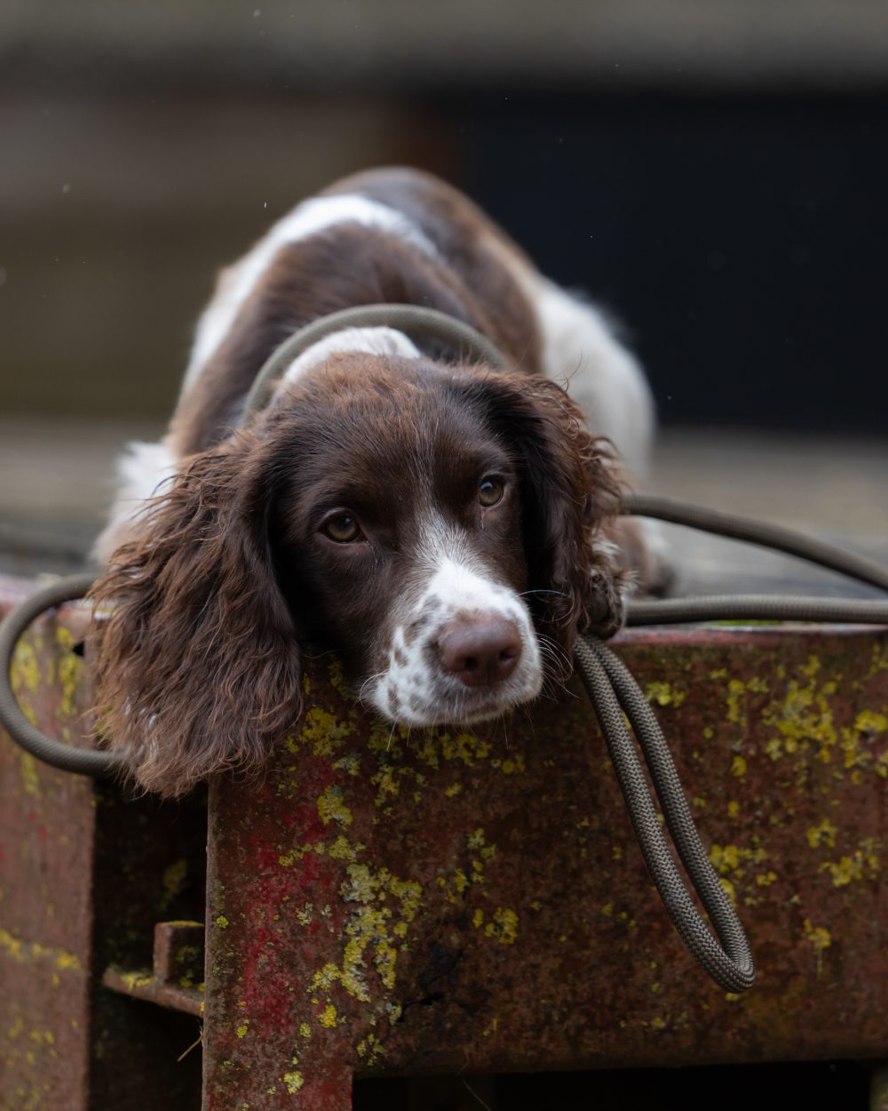 Olive coloured Jack Pyke Dog Slip Lead on outdoor background 