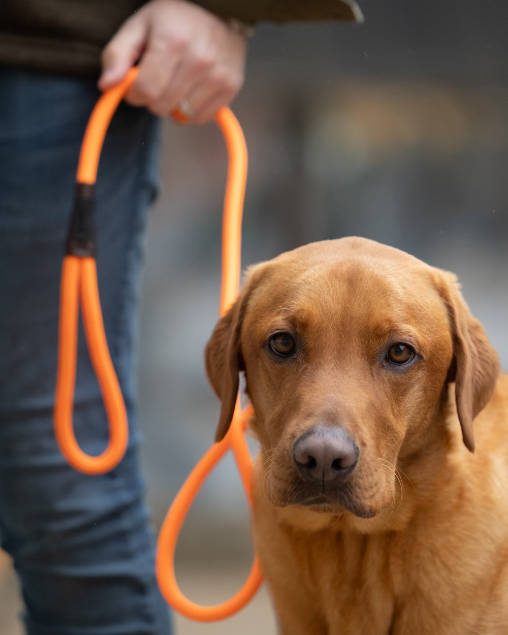 Orange coloured Jack Pyke Dog Slip Lead on outdoor background 