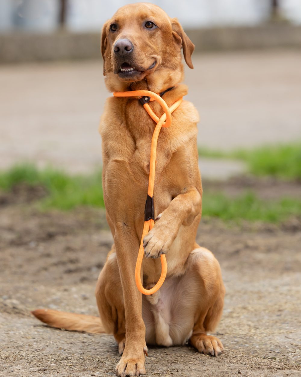 Orange coloured Jack Pyke Dog Slip Lead on outdoor background 