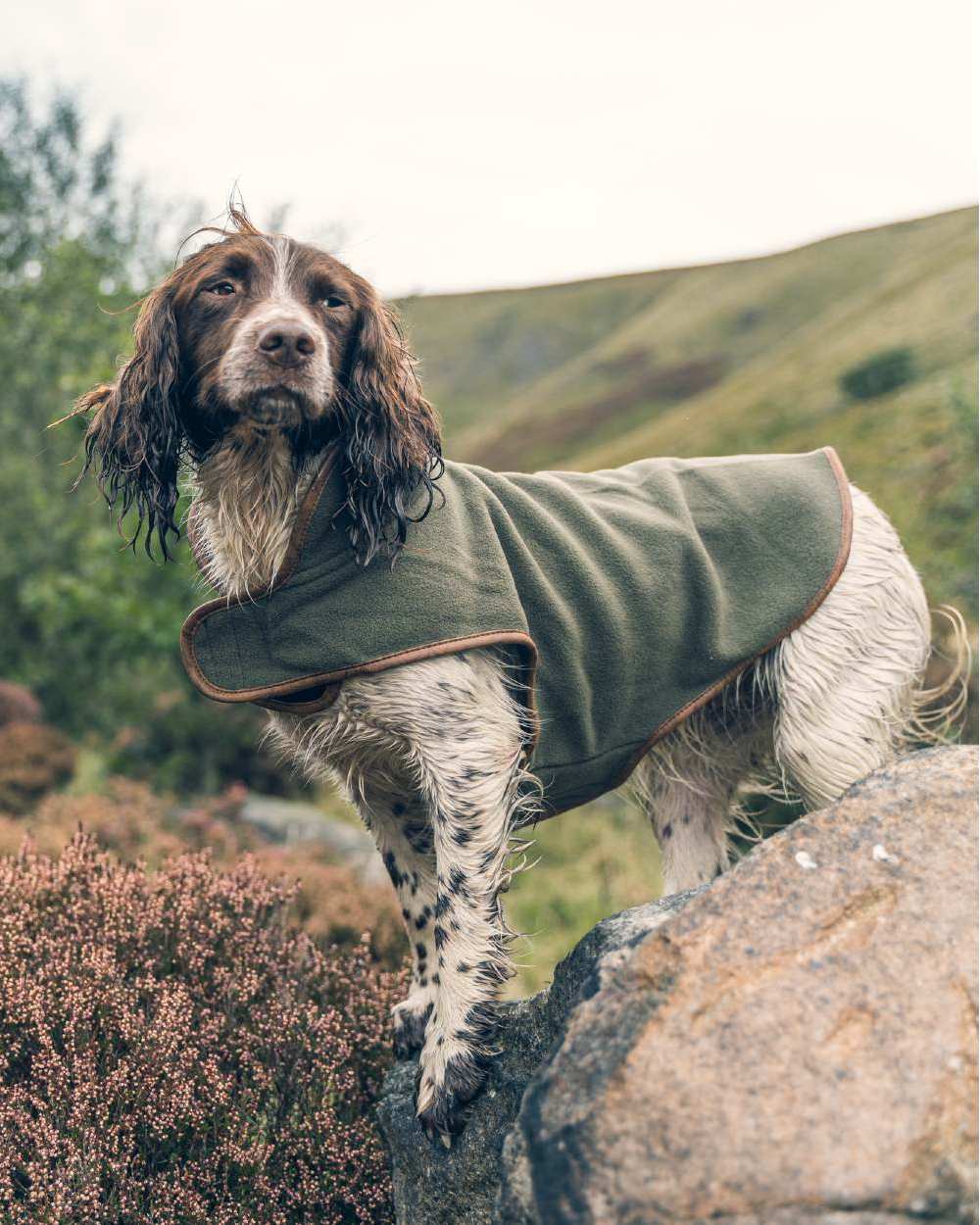 Light Olive coloured Fleece Dog Coat on blurry background 